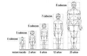 Proporciones del cuerpo humano Da Vinci y Vitruvio los cánones