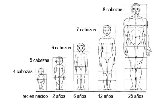 Resultado de imagen para proporcionalidad corporal