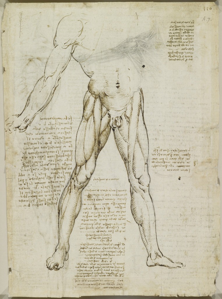 Recto: The muscles of the leg. Verso: The muscles of the trunk a