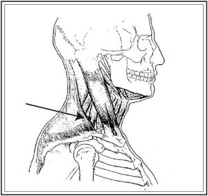 Cómo cubrir un cuerpo medidas mujer